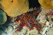 Acanthaster planci-Praslin Rocher St Pierre-7m-20190611-Denis-ADER-DSC_9096_tn